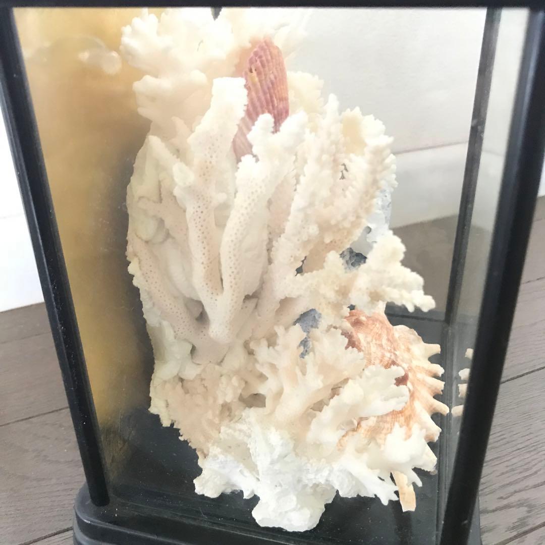 珊瑚　サンゴ　さんご　珊瑚の置物
