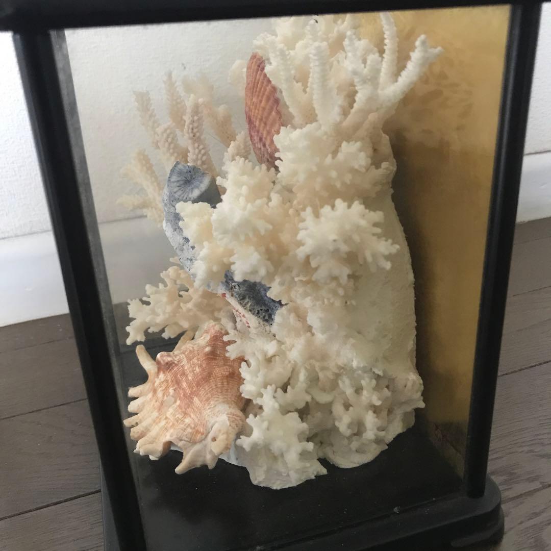 珊瑚　サンゴ　さんご　珊瑚の置物