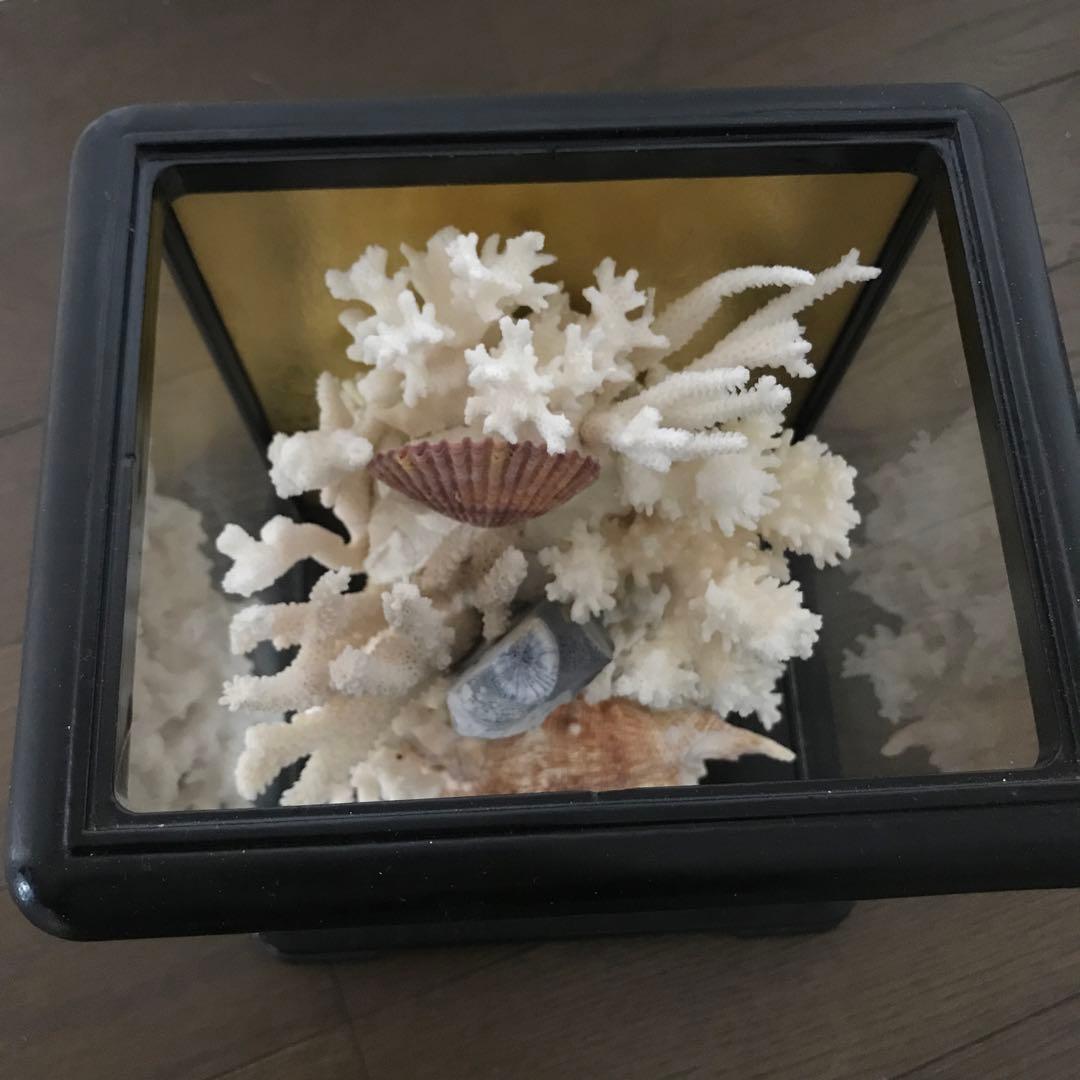 珊瑚　サンゴ　さんご　珊瑚の置物