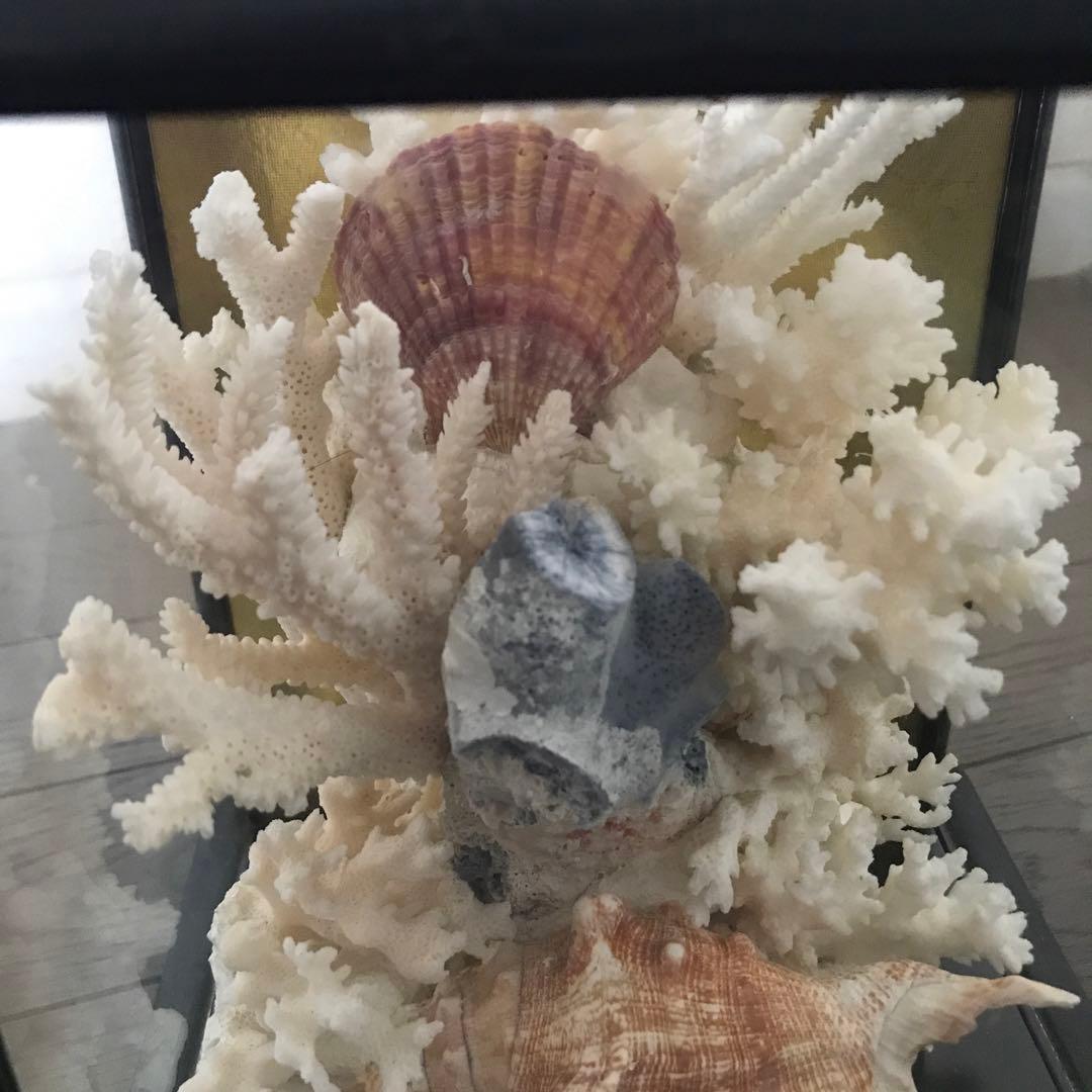 珊瑚　サンゴ　さんご　珊瑚の置物