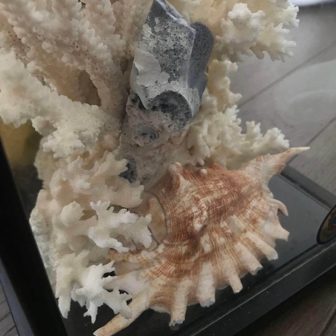 珊瑚　サンゴ　さんご　珊瑚の置物