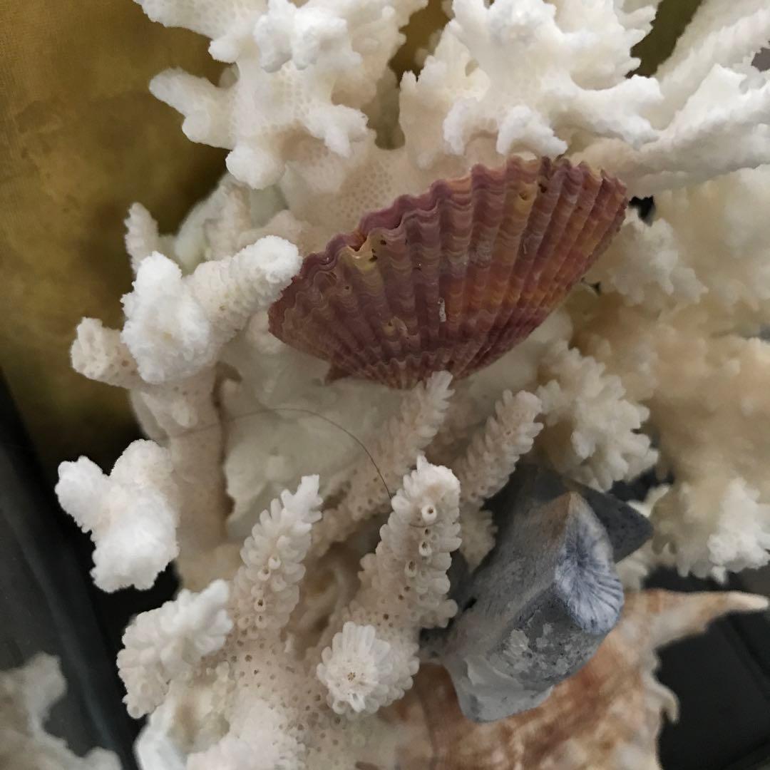 珊瑚　サンゴ　さんご　珊瑚の置物