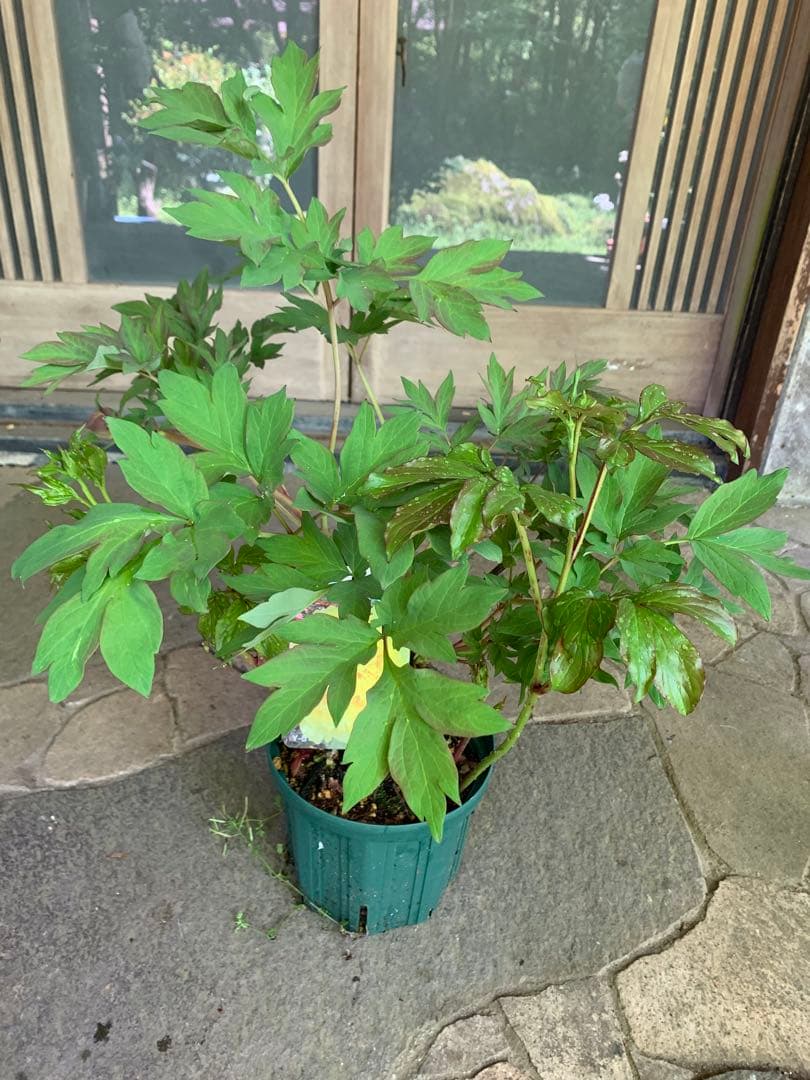 牡丹の苗木 金晃 鉢ごと発送