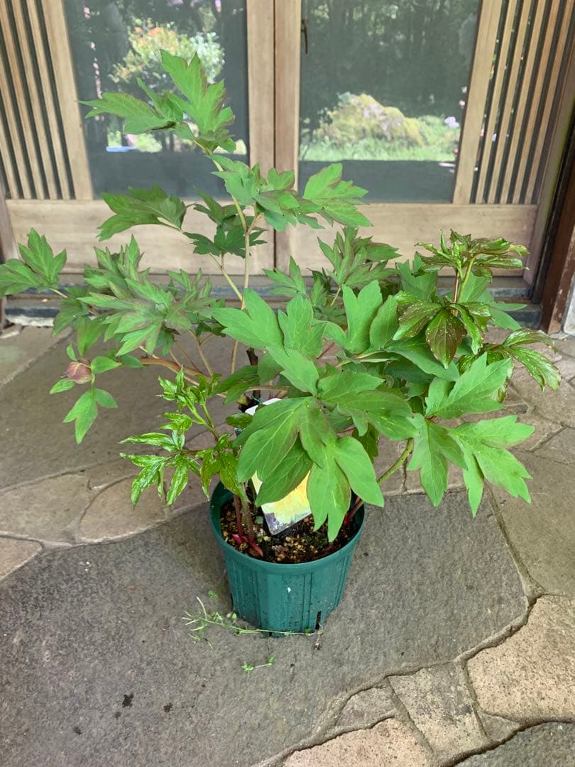 牡丹の苗木 金晃 鉢ごと発送