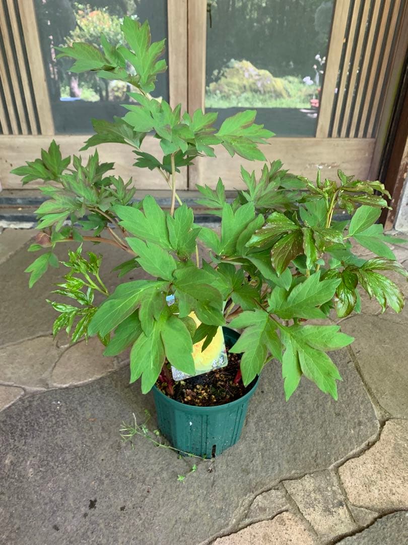 牡丹の苗木 金晃 鉢ごと発送