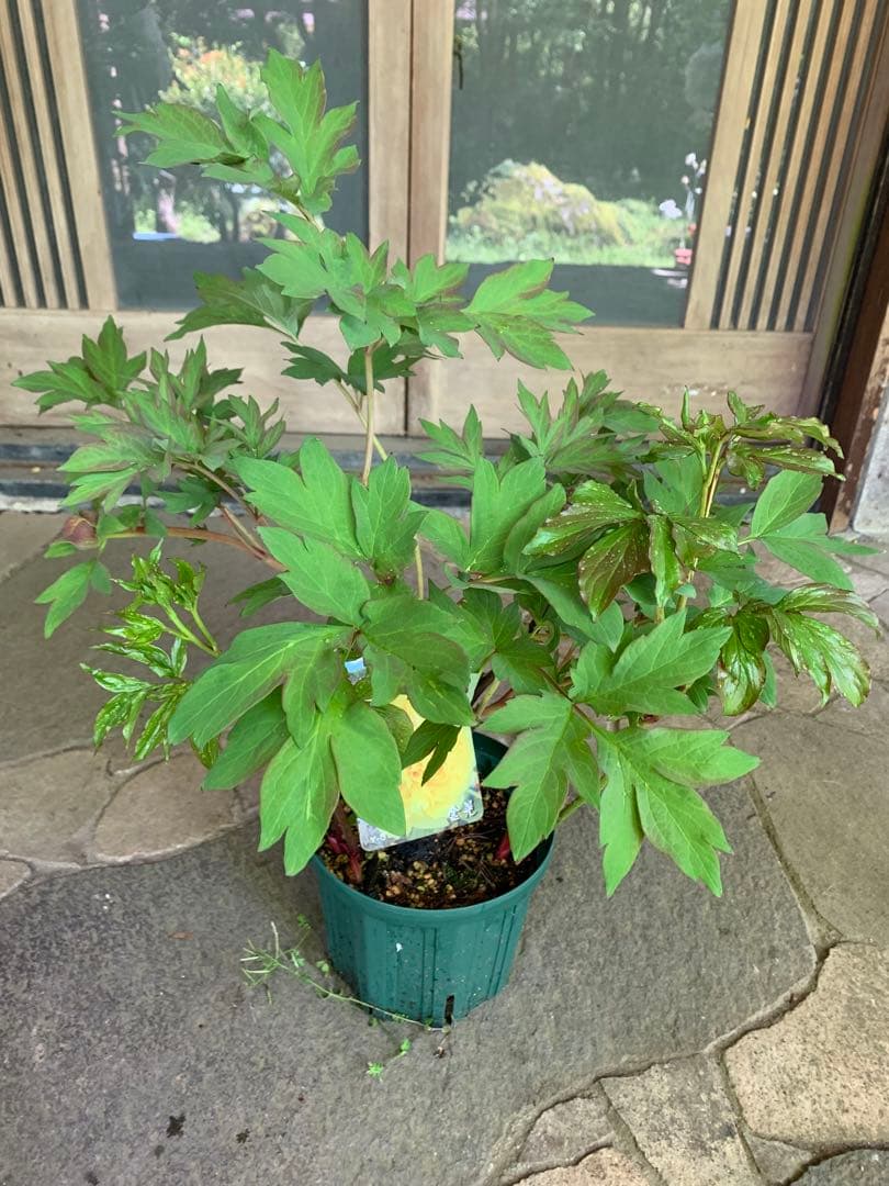 牡丹の苗木 金晃 鉢ごと発送