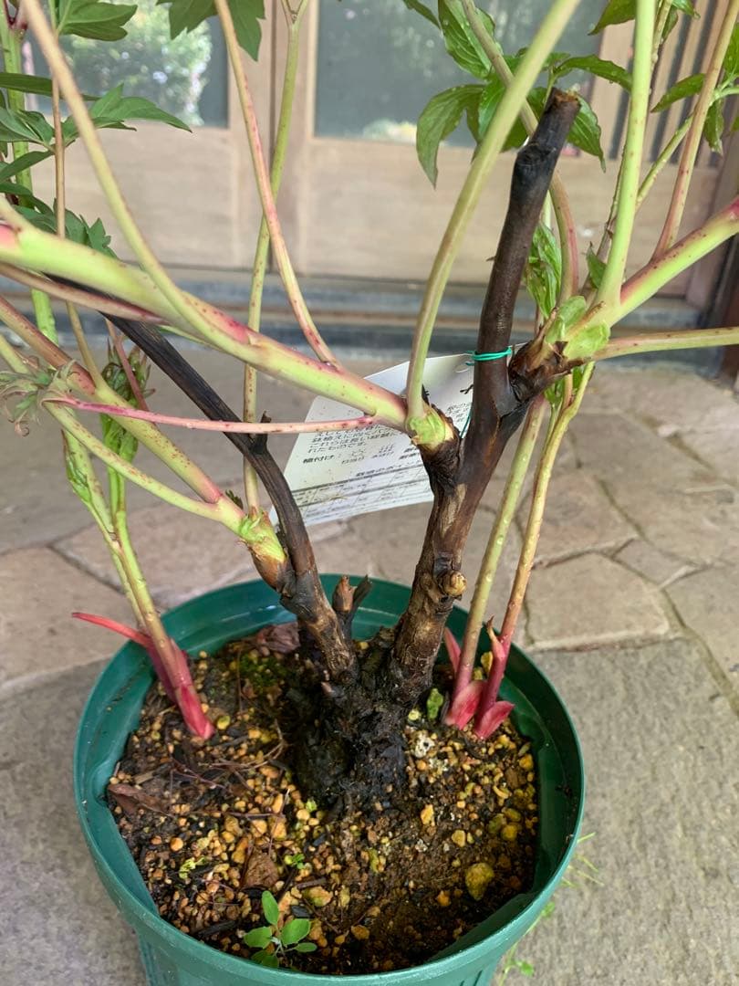 牡丹の苗木 金晃 鉢ごと発送