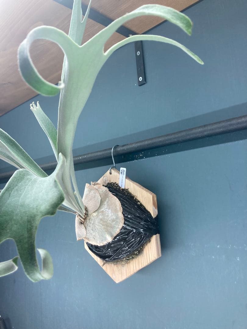 ビカクシダ　ベイチー　アーバンリバー　胞子培養株　板付　おまけ付き