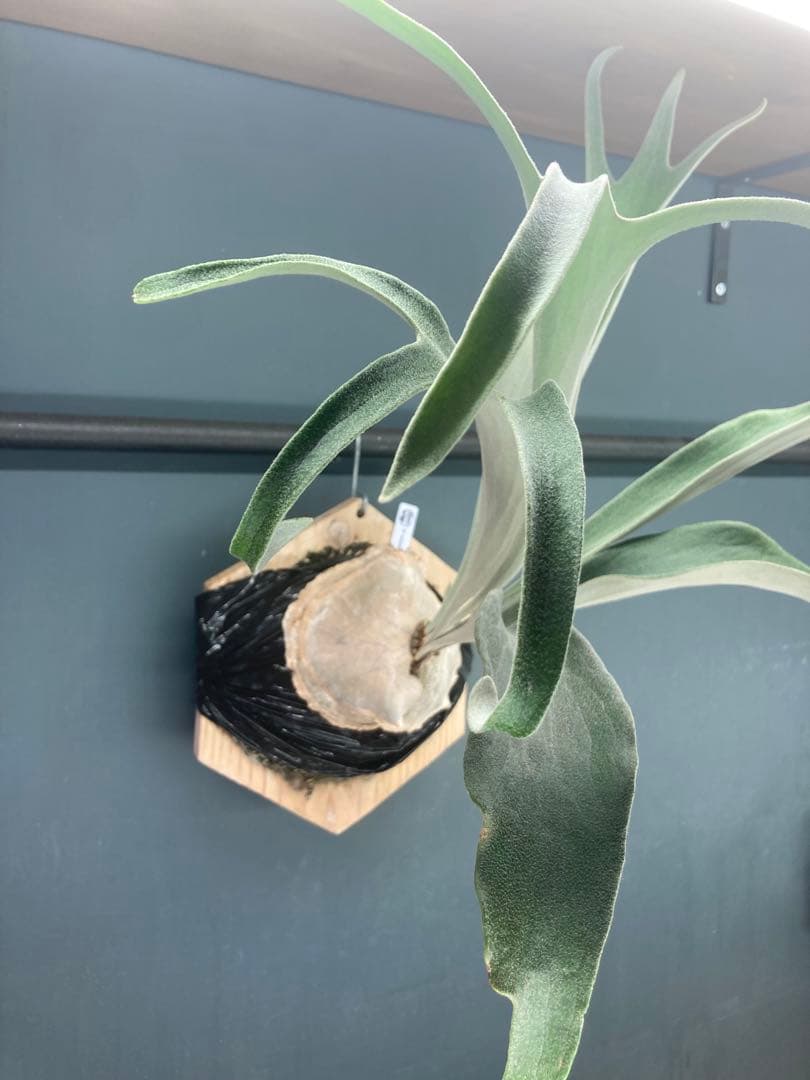 ビカクシダ　ベイチー　アーバンリバー　胞子培養株　板付　おまけ付き