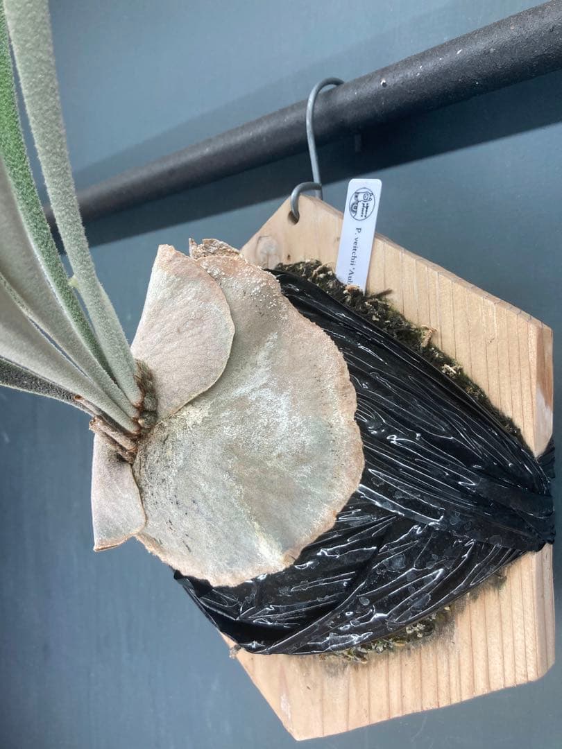 ビカクシダ　ベイチー　アーバンリバー　胞子培養株　板付　おまけ付き