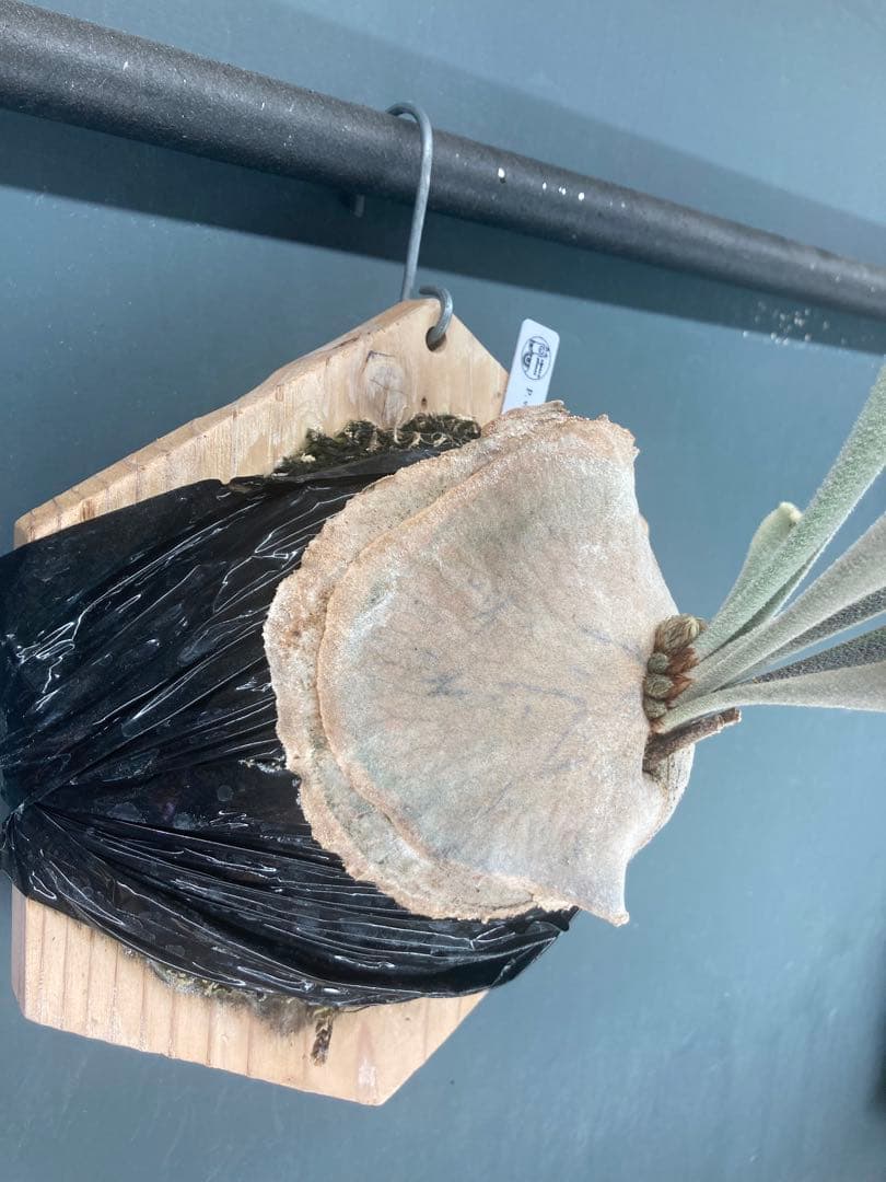 ビカクシダ　ベイチー　アーバンリバー　胞子培養株　板付　おまけ付き