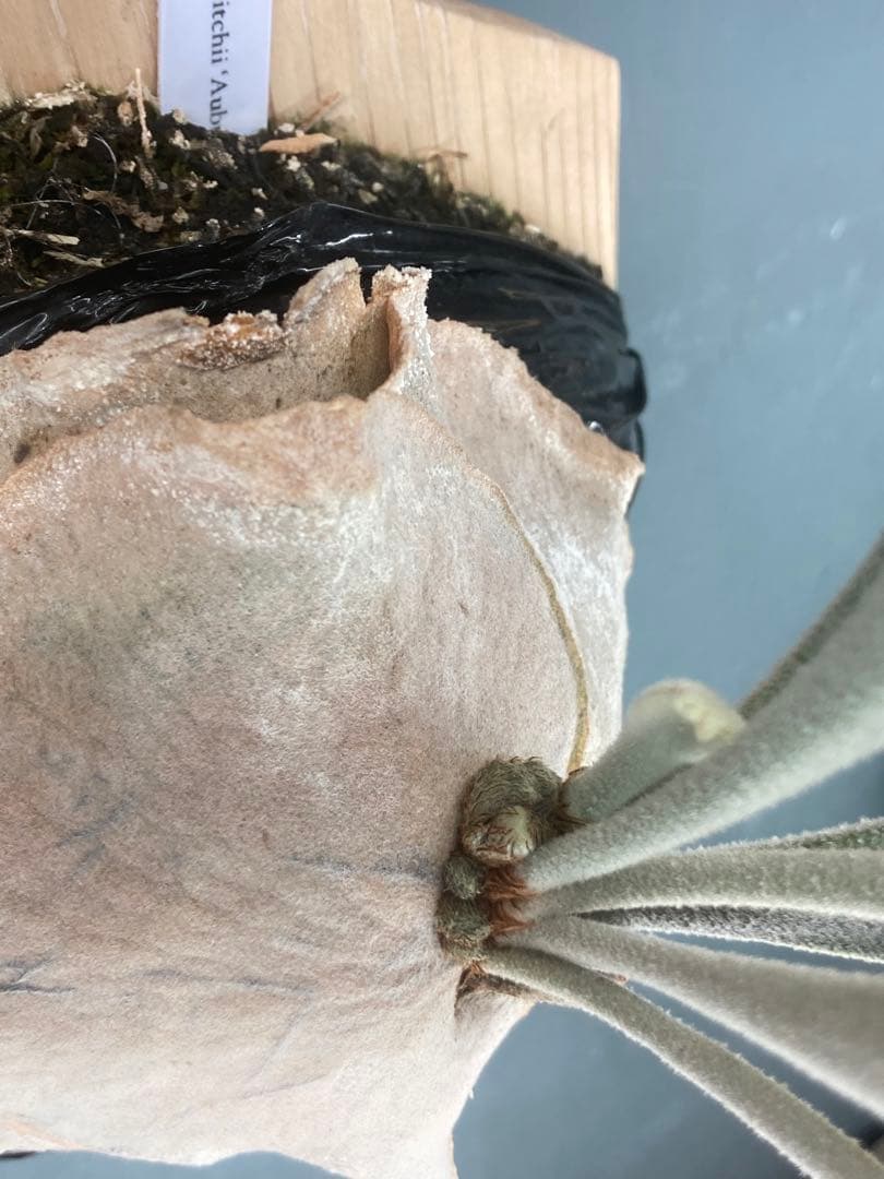 ビカクシダ　ベイチー　アーバンリバー　胞子培養株　板付　おまけ付き