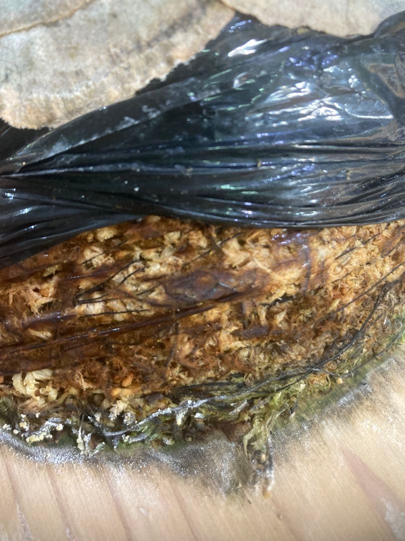 ビカクシダ　ベイチー　アーバンリバー　胞子培養株　板付　おまけ付き