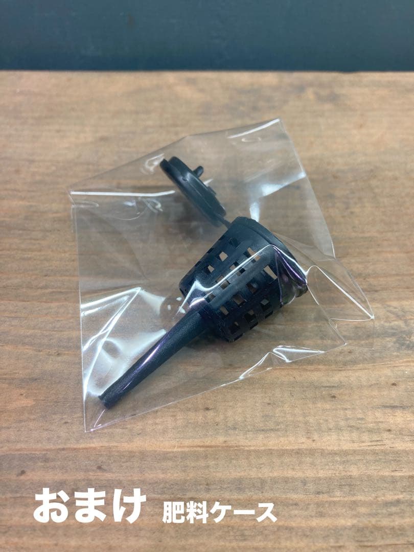 ビカクシダ　ベイチー　アーバンリバー　胞子培養株　板付　おまけ付き