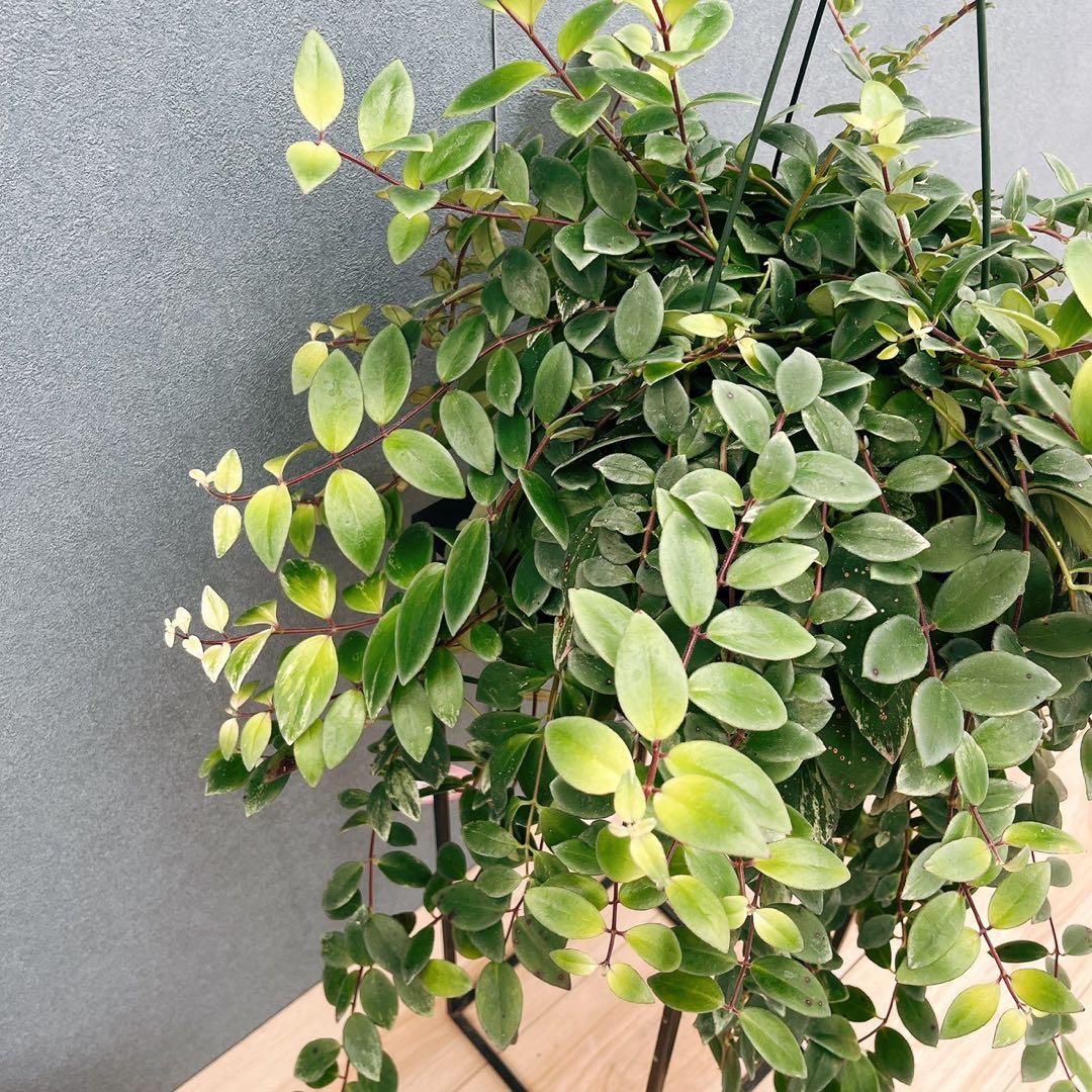 ［現品］52番　エスキナンサス　ラディカンス　斑入り　5号　観葉　室内　吊り下げ