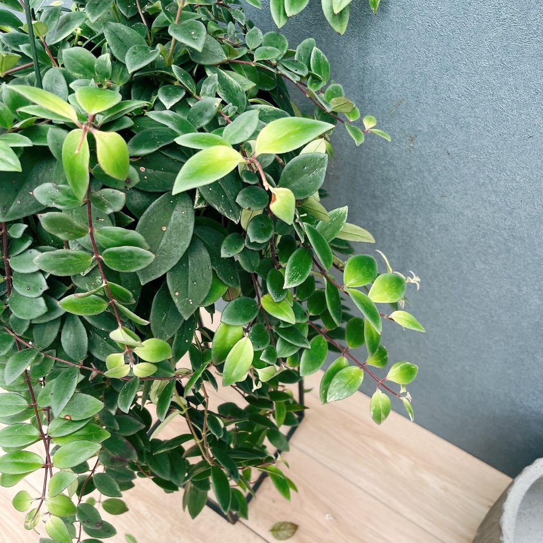 ［現品］52番　エスキナンサス　ラディカンス　斑入り　5号　観葉　室内　吊り下げ