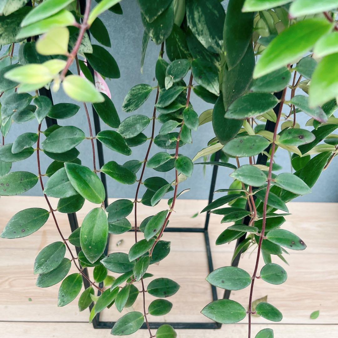 ［現品］52番　エスキナンサス　ラディカンス　斑入り　5号　観葉　室内　吊り下げ