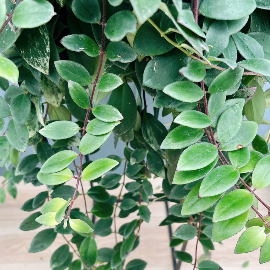 ［現品］52番　エスキナンサス　ラディカンス　斑入り　5号　観葉　室内　吊り下げ