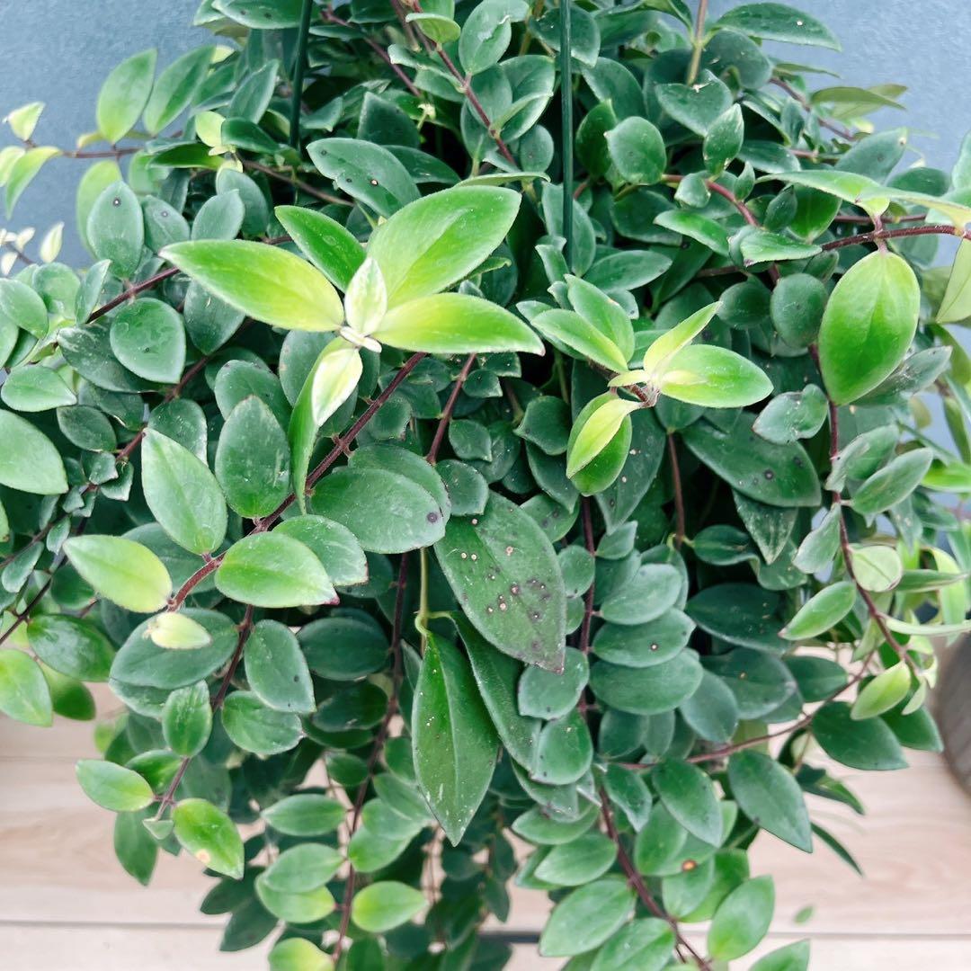 ［現品］52番　エスキナンサス　ラディカンス　斑入り　5号　観葉　室内　吊り下げ