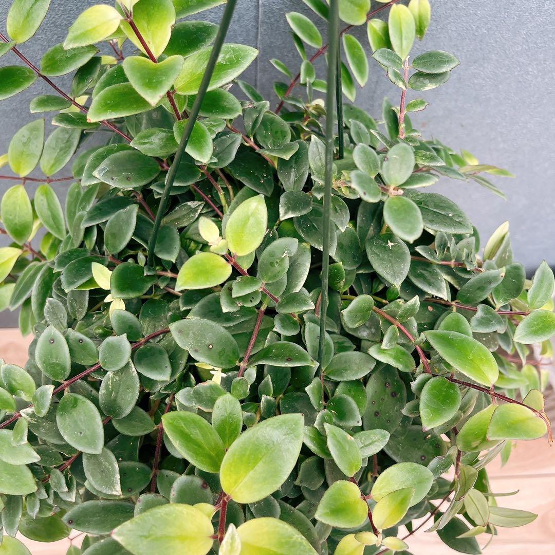 ［現品］52番　エスキナンサス　ラディカンス　斑入り　5号　観葉　室内　吊り下げ