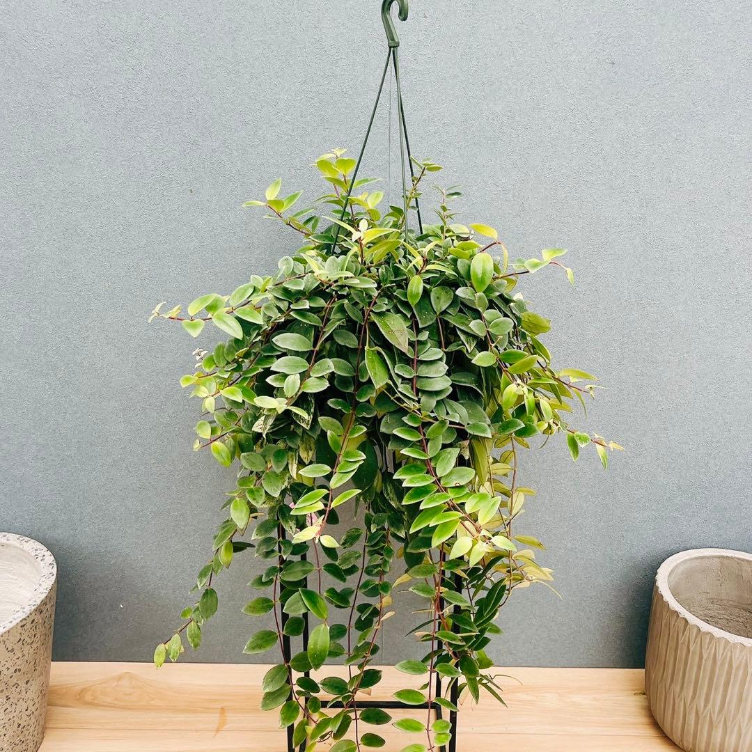 ［現品］52番　エスキナンサス　ラディカンス　斑入り　5号　観葉　室内　吊り下げ