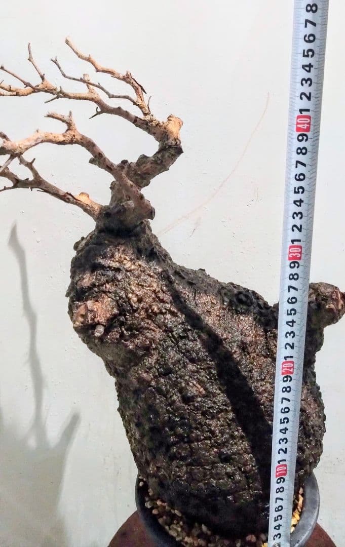 塊根植物 約45cm 黒鉢 オペルクリカリア パキプス？