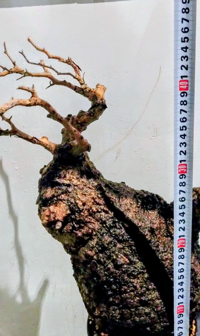 塊根植物 約45cm 黒鉢 オペルクリカリア パキプス？