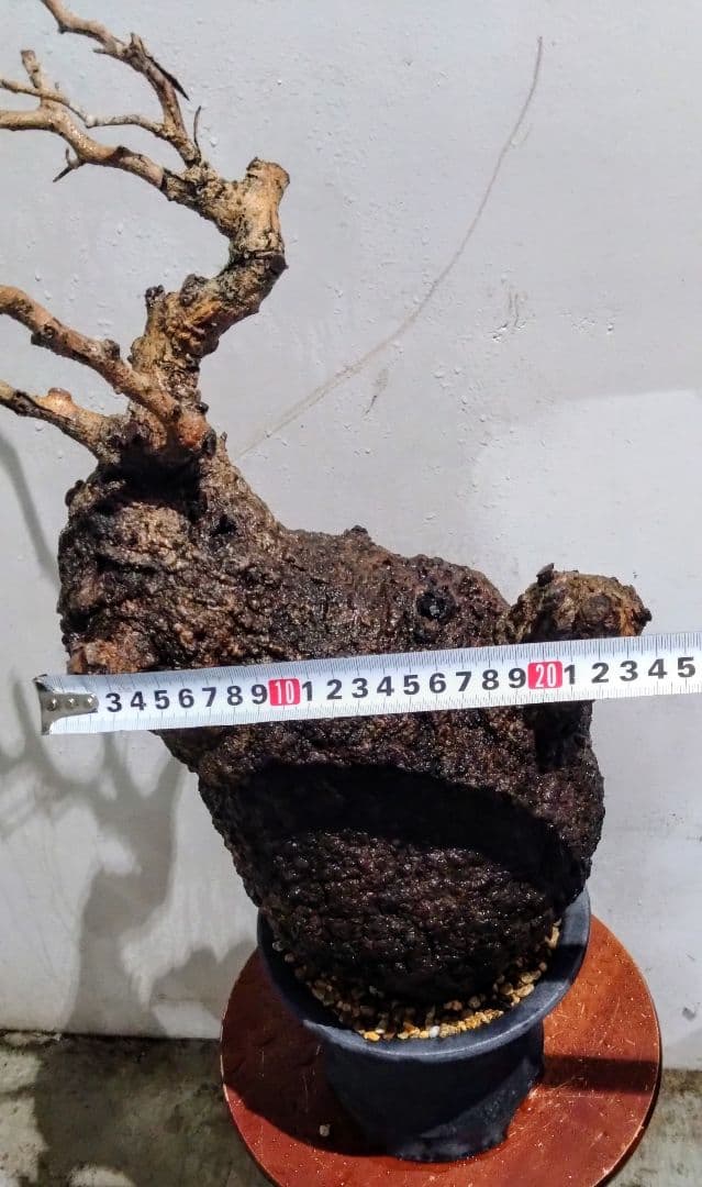 塊根植物 約45cm 黒鉢 オペルクリカリア パキプス？