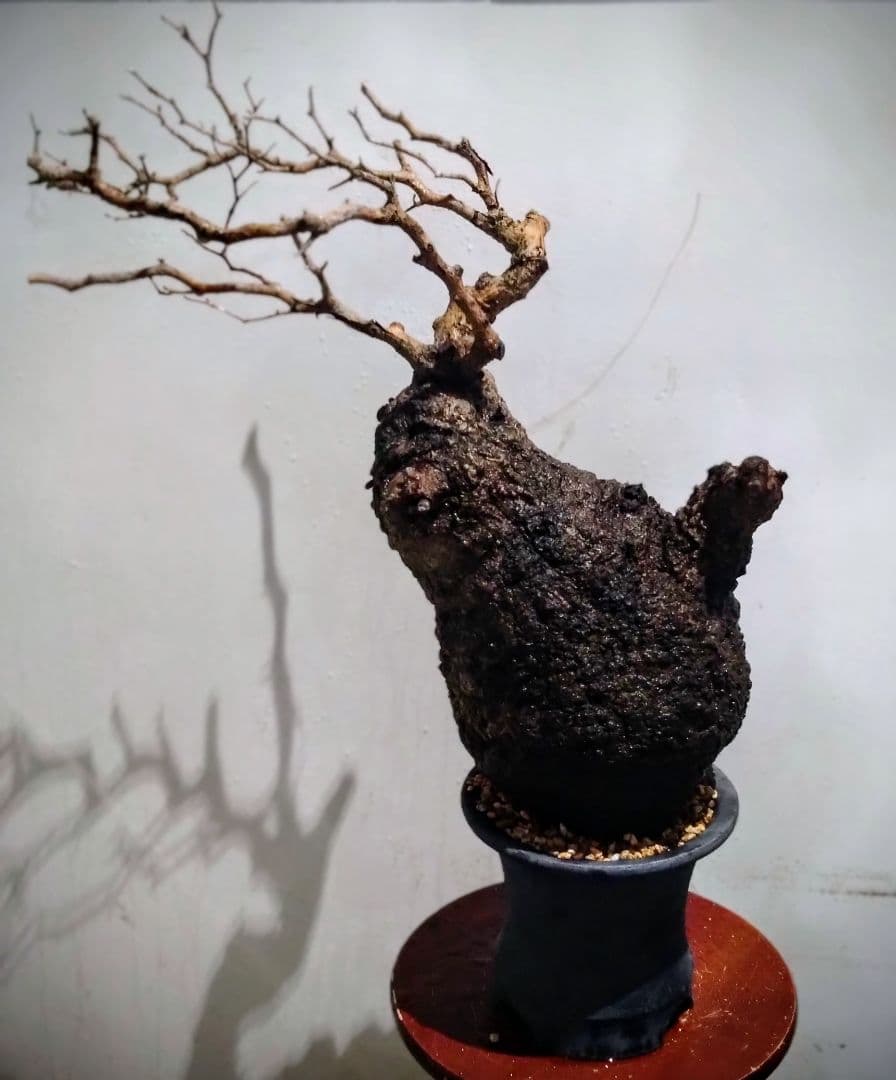 塊根植物 約45cm 黒鉢 オペルクリカリア パキプス？