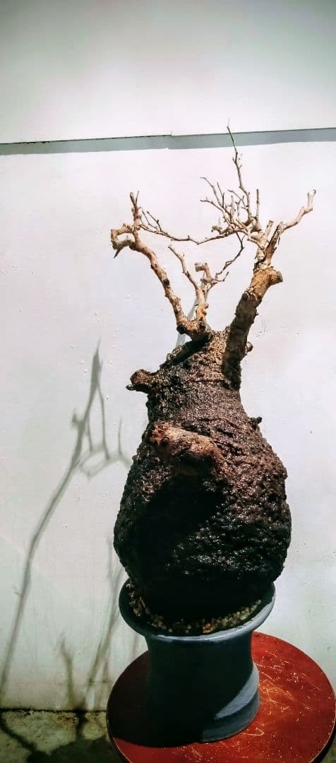 塊根植物 約45cm 黒鉢 オペルクリカリア パキプス？