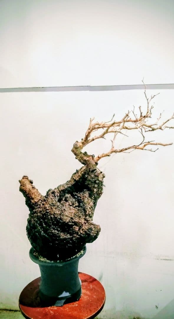 塊根植物 約45cm 黒鉢 オペルクリカリア パキプス？