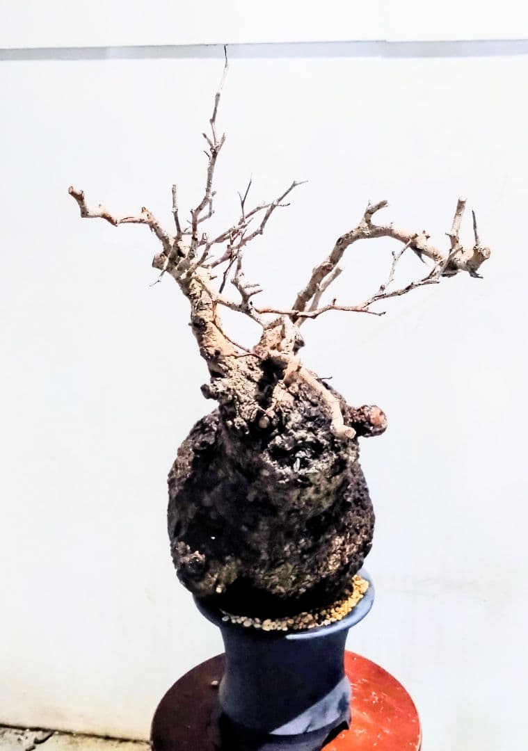 塊根植物 約45cm 黒鉢 オペルクリカリア パキプス？