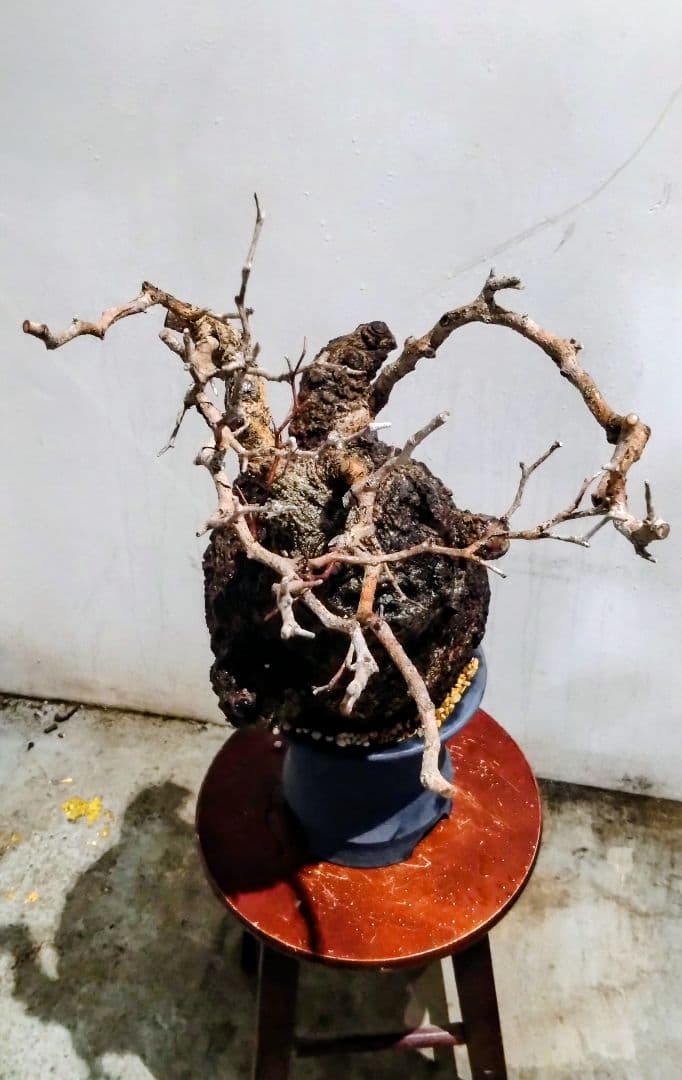 塊根植物 約45cm 黒鉢 オペルクリカリア パキプス？