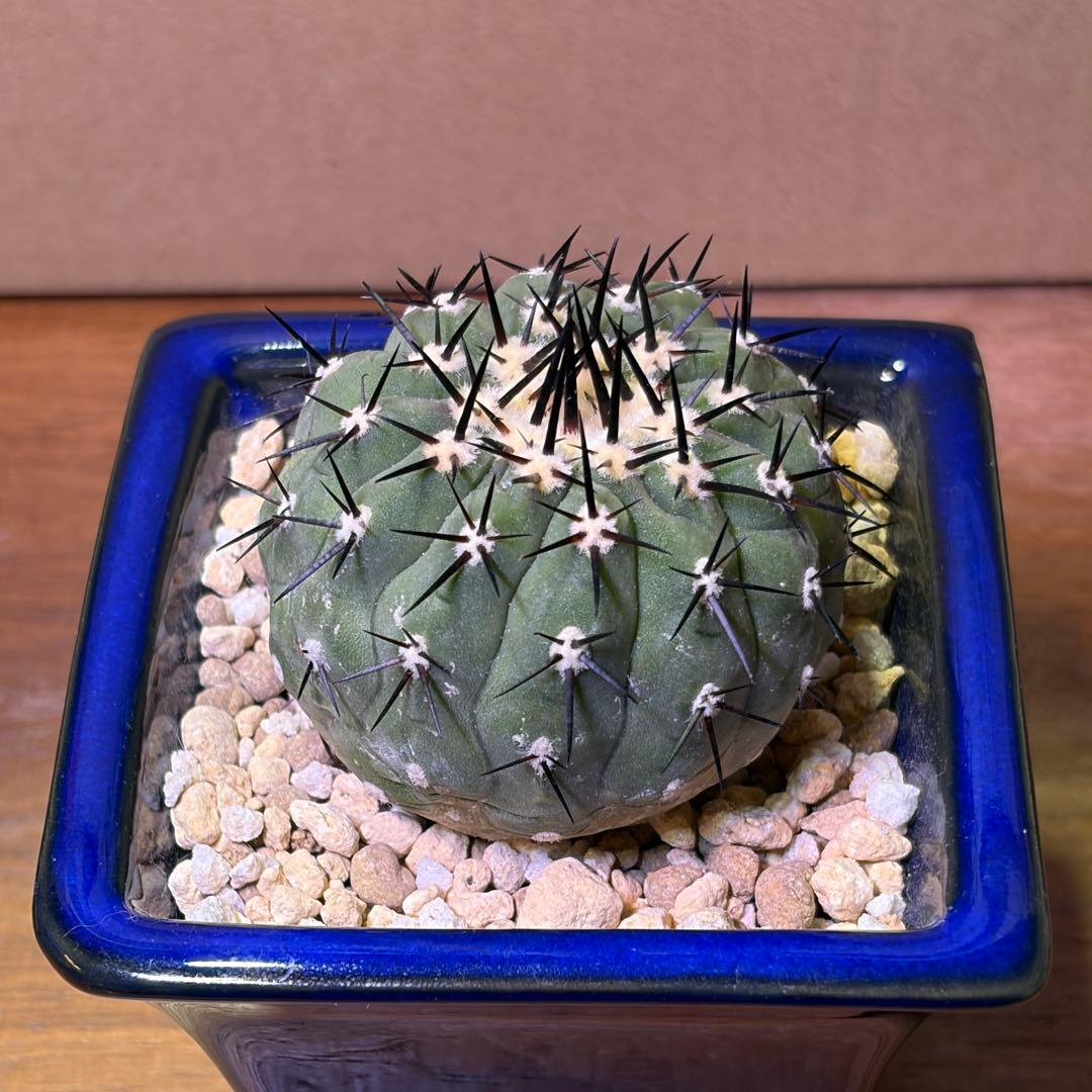 コピアポア　シネレア　黒王丸　C