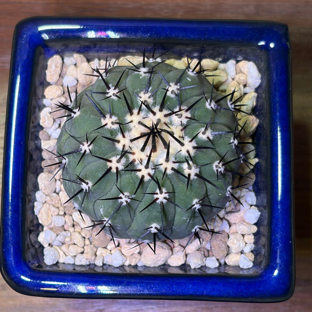 コピアポア　シネレア　黒王丸　C