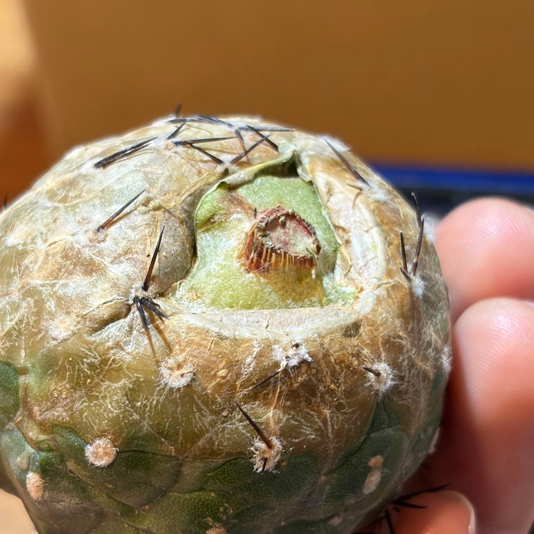 コピアポア　シネレア　黒王丸　C