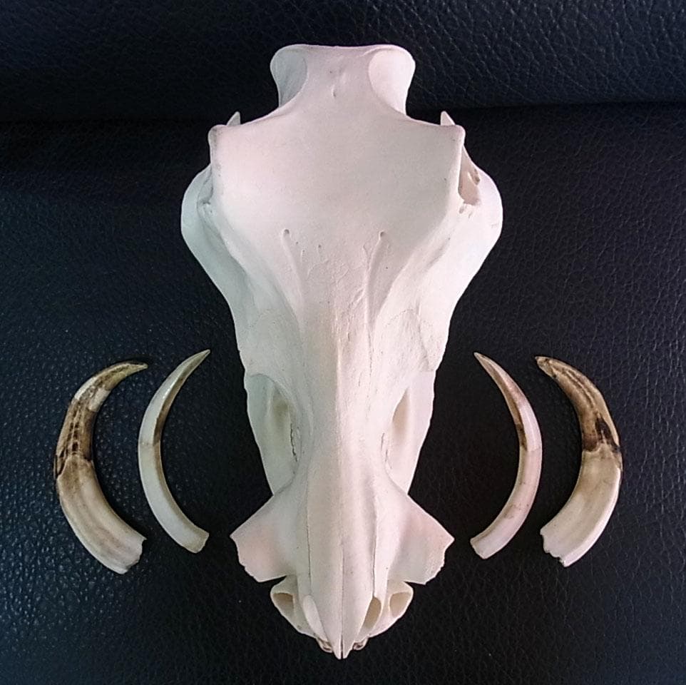 アフリカ便！高品質 イボイノシシ 成獣の頭骨（Lサイズ）
