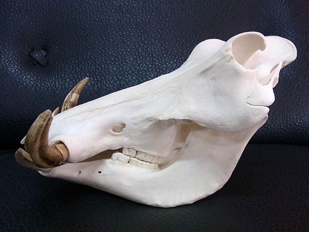 アフリカ便！高品質 イボイノシシ 成獣の頭骨（Lサイズ）