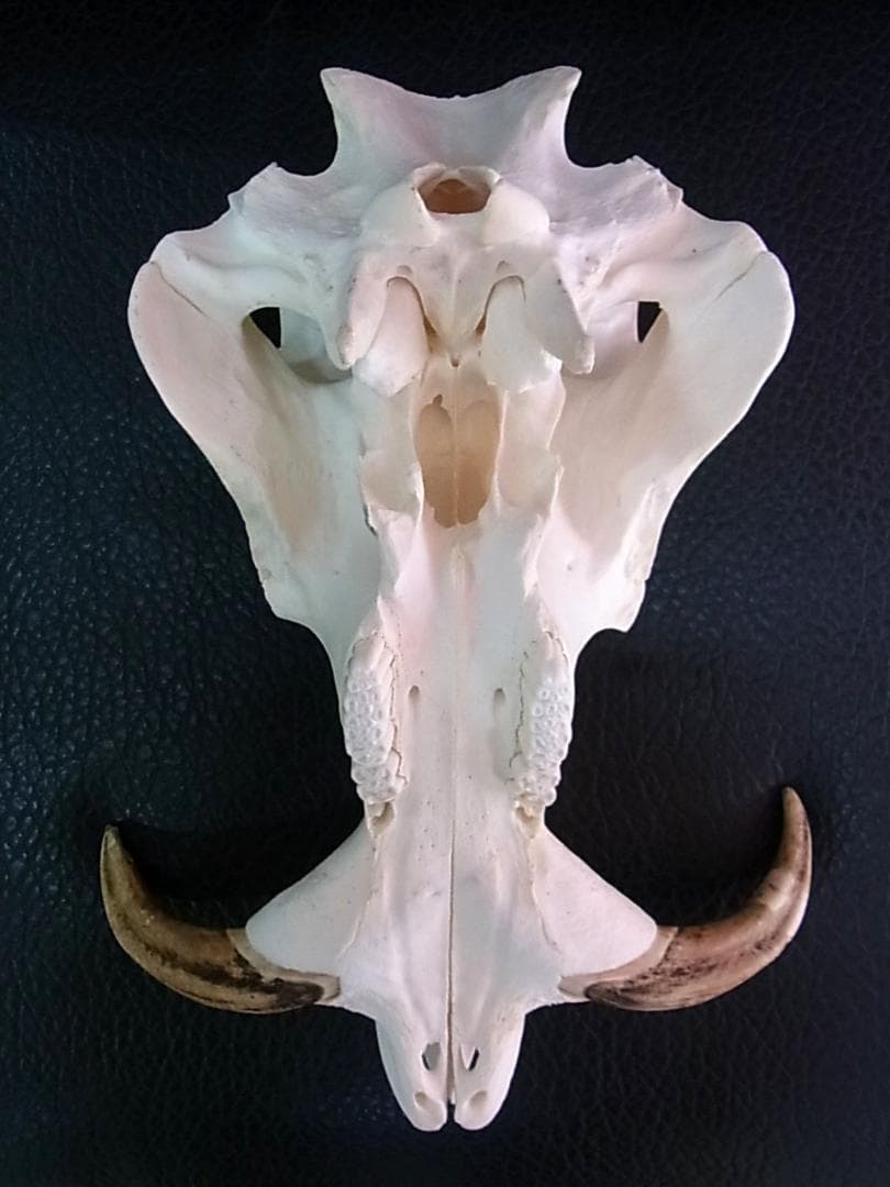 アフリカ便！高品質 イボイノシシ 成獣の頭骨（Lサイズ）