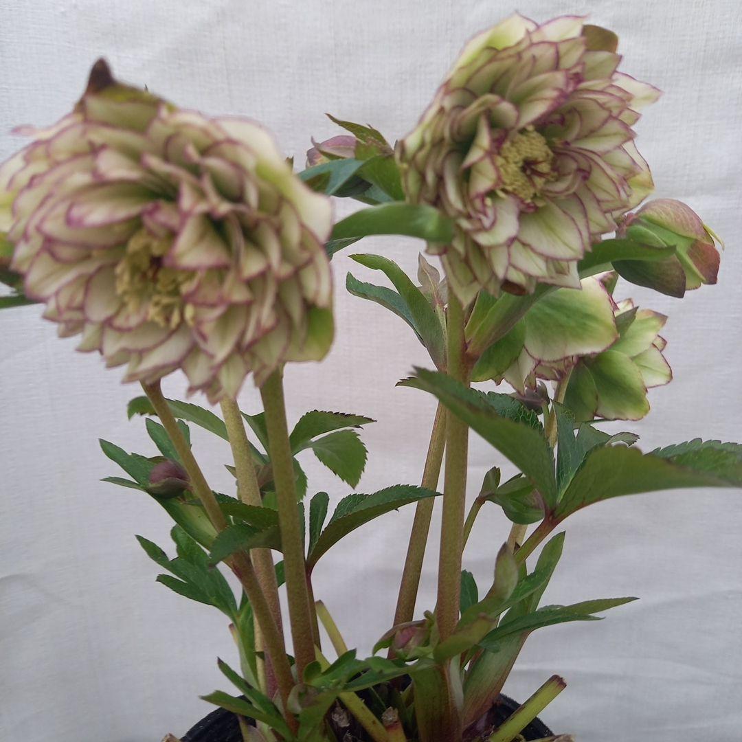 やや多弁♪可愛いピコティ♪クリスマスローズ、苗、開花株