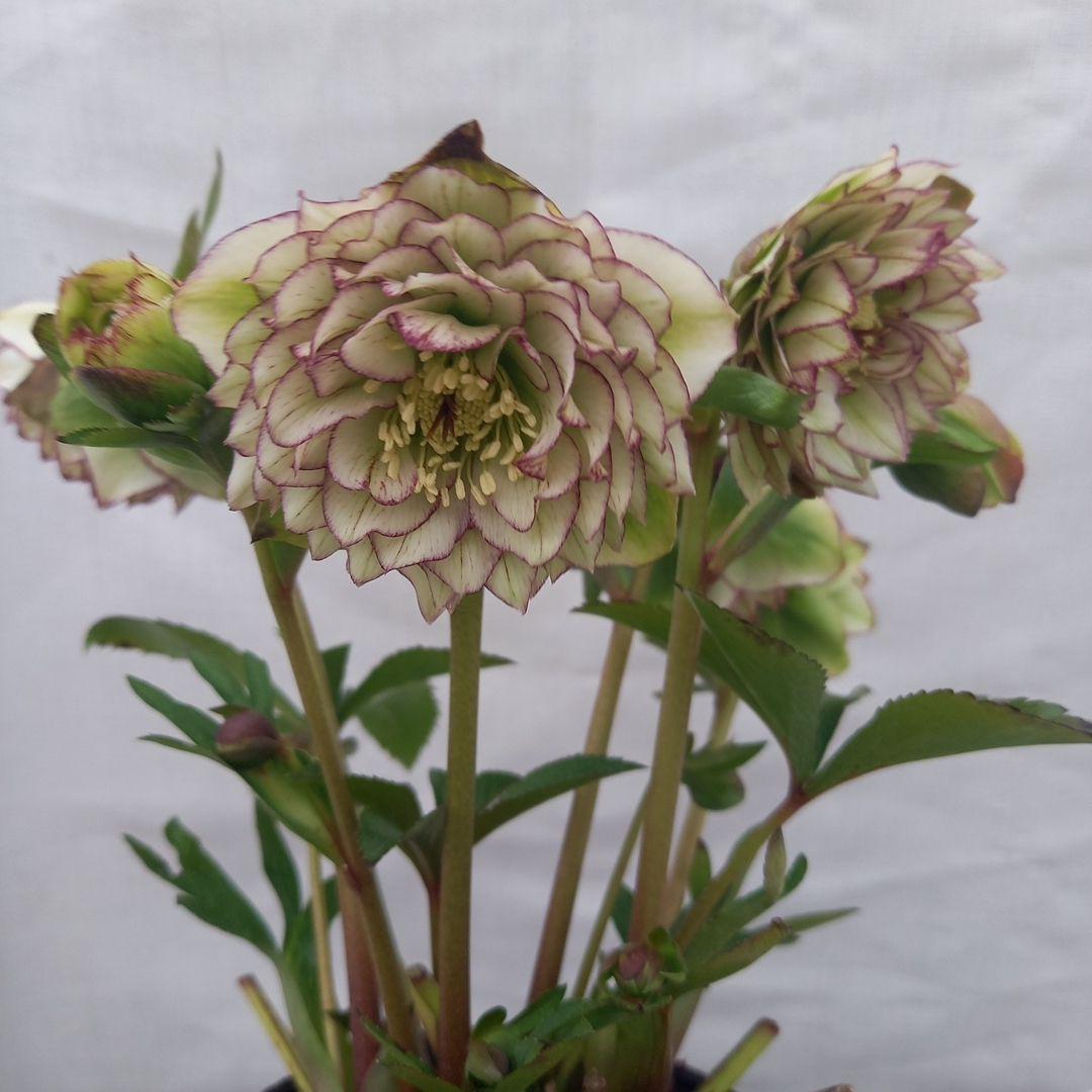 やや多弁♪可愛いピコティ♪クリスマスローズ、苗、開花株