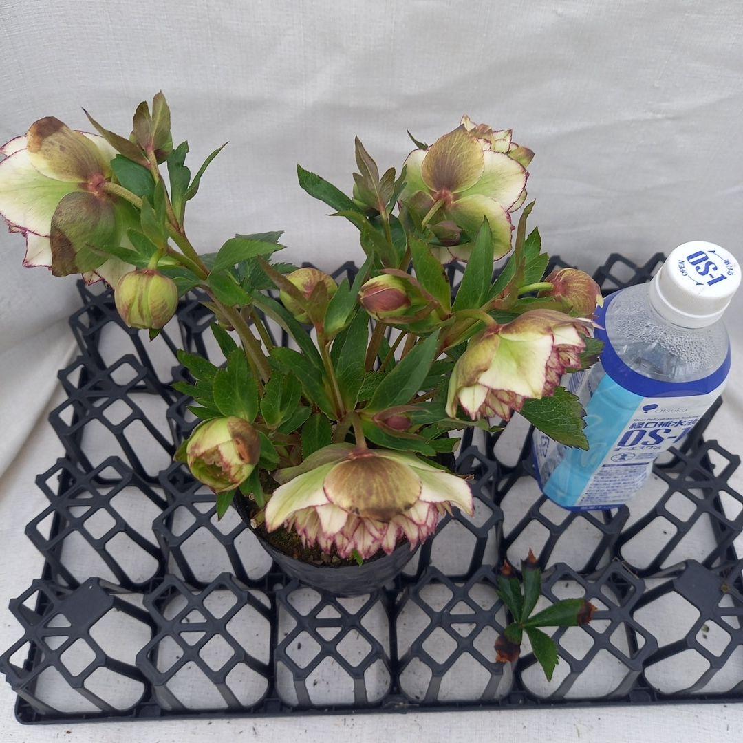 やや多弁♪可愛いピコティ♪クリスマスローズ、苗、開花株