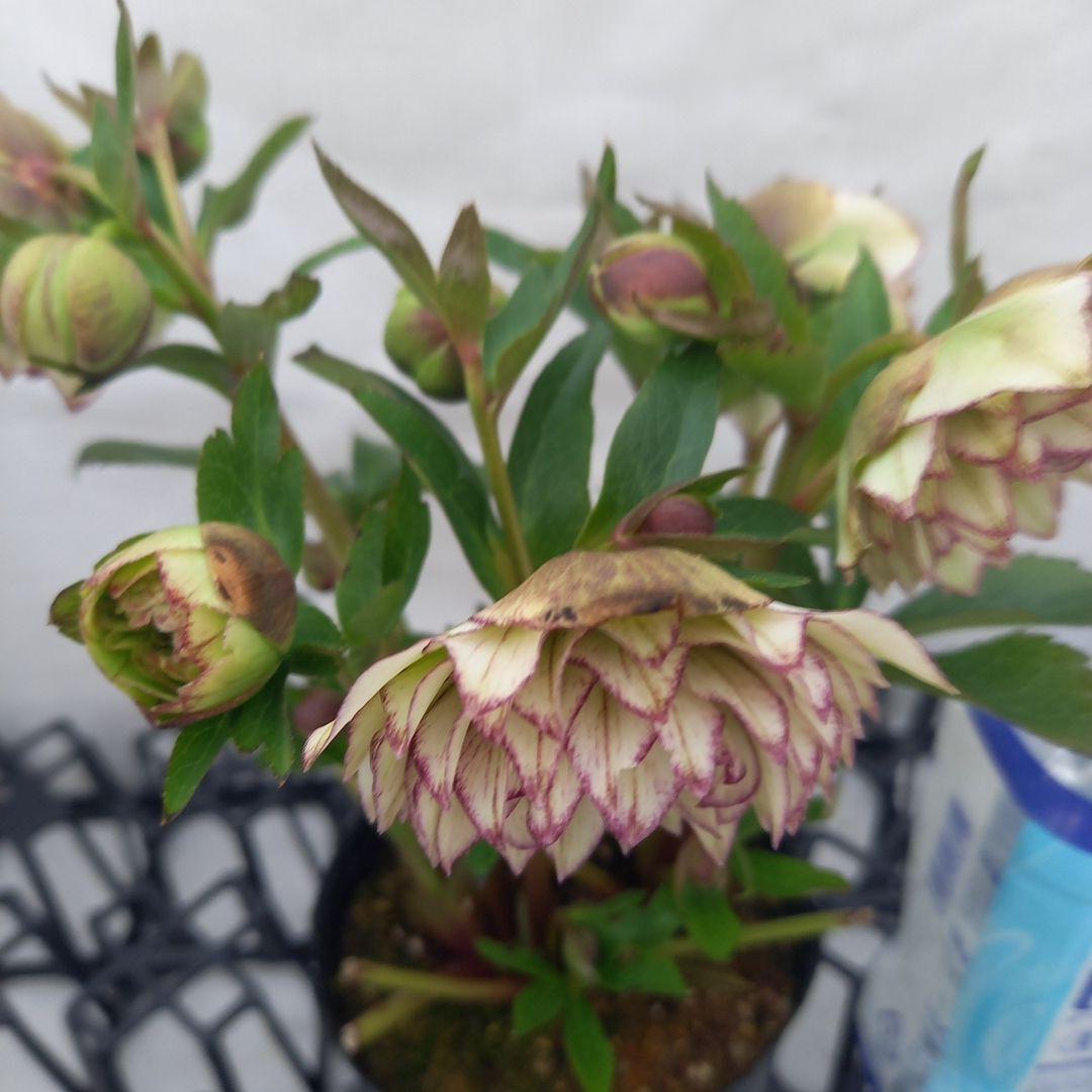 やや多弁♪可愛いピコティ♪クリスマスローズ、苗、開花株