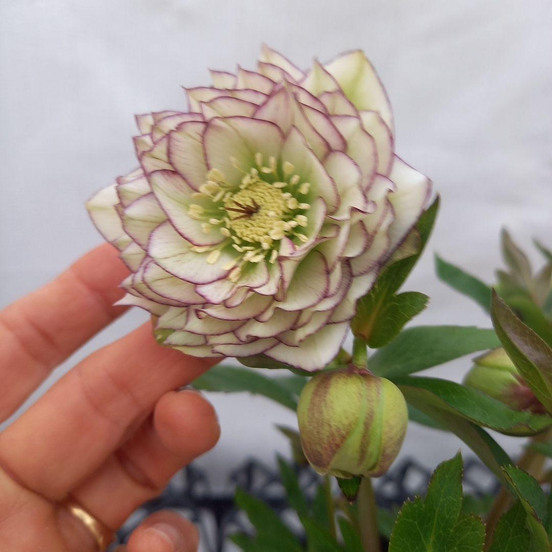 やや多弁♪可愛いピコティ♪クリスマスローズ、苗、開花株