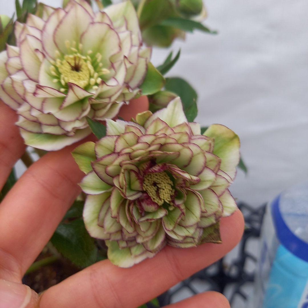 やや多弁♪可愛いピコティ♪クリスマスローズ、苗、開花株