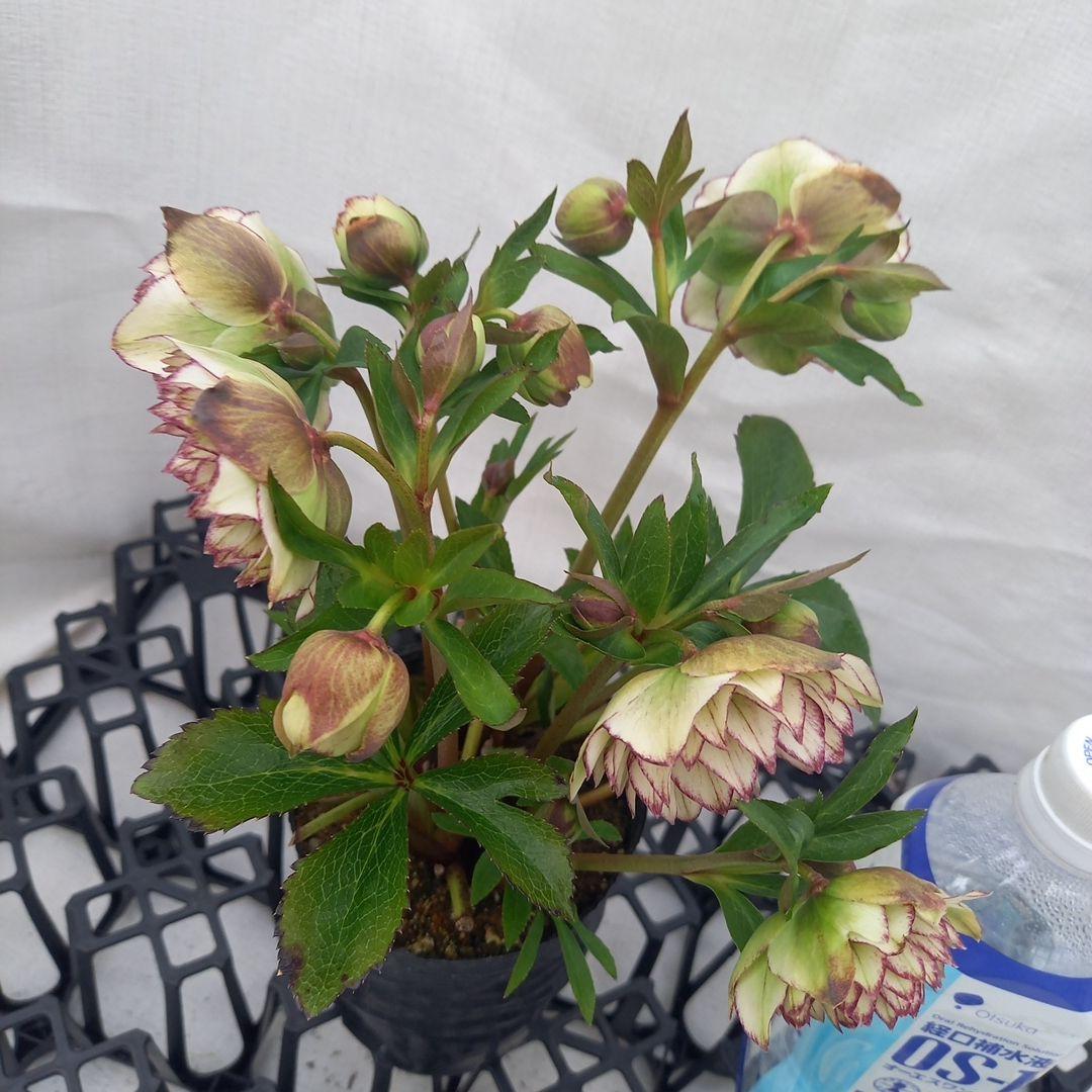 やや多弁♪可愛いピコティ♪クリスマスローズ、苗、開花株