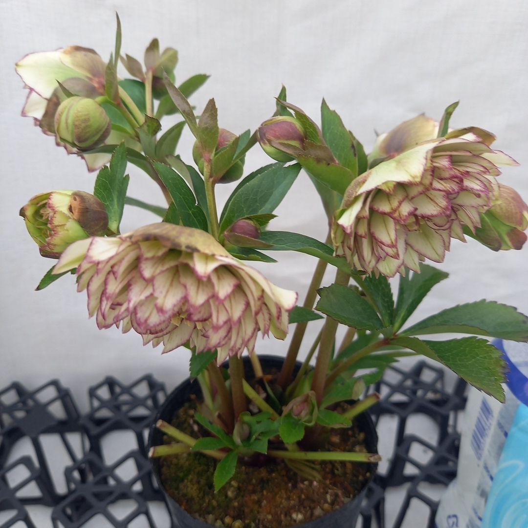 やや多弁♪可愛いピコティ♪クリスマスローズ、苗、開花株