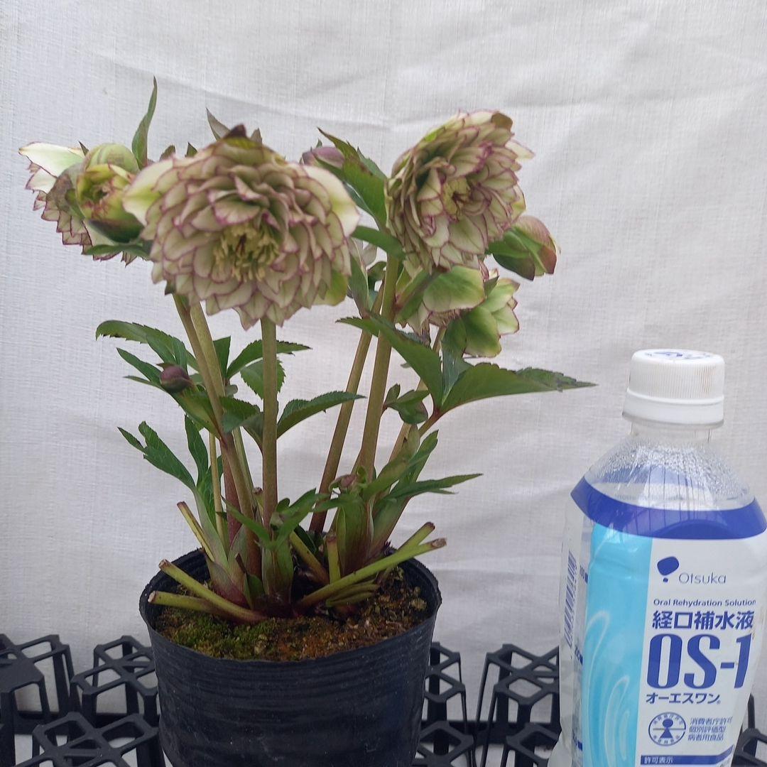 やや多弁♪可愛いピコティ♪クリスマスローズ、苗、開花株