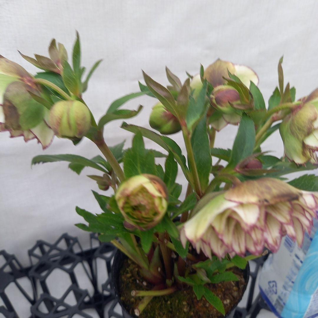 やや多弁♪可愛いピコティ♪クリスマスローズ、苗、開花株