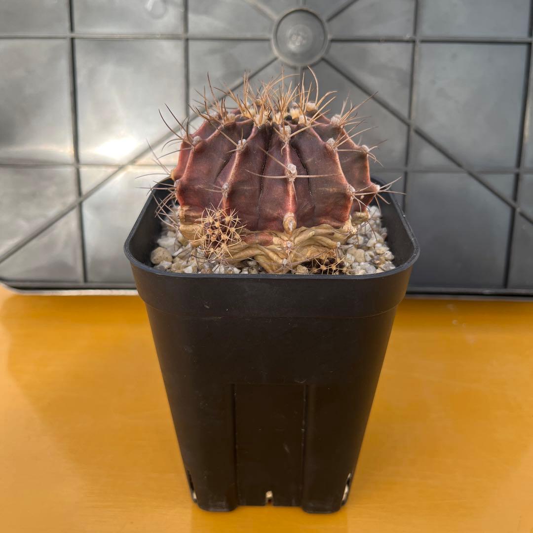 ギムノカリキウム　牡丹玉メンドーサエンセ